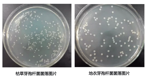 枯草和地衣芽孢桿菌菌落形態(tài)對(duì)比圖片